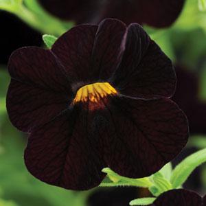 Isabells Dark Purple Calibrachoa - Bloom