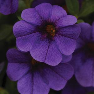 Isabells Deep Blue Calibrachoa - Bloom