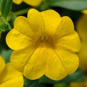 Isabells Deep Yellow Calibrachoa - Bloom