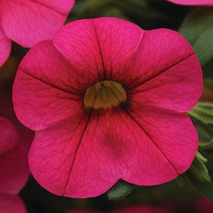 Isabells Hot Pink Calibrachoa - Bloom