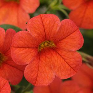 Isabells Orange Calibrachoa - Bloom