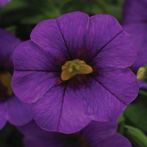 Isabells Purple Calibrachoa - Bloom