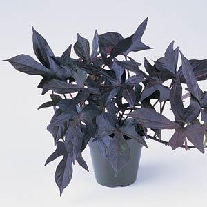 Blackie Ipomoea - Container