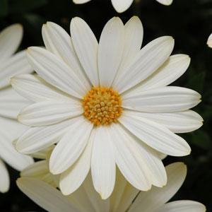 White Lightning Osteospermum - Bloom