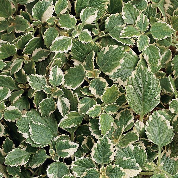 Variegata Plectranthus - Bloom