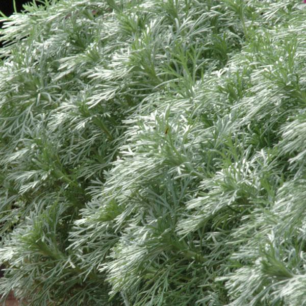 Artemisia schmidtiana Silver Mound - Bloom