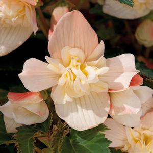 Bon Bon™ Cream Begonia - Bloom