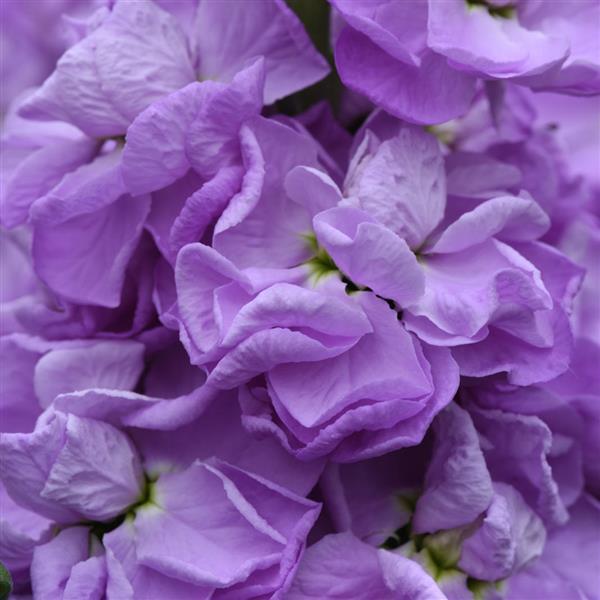 Figaro Lavender Matthiola - Bloom