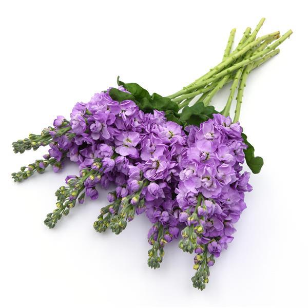 Figaro Lavender Matthiola - Grower Bunch