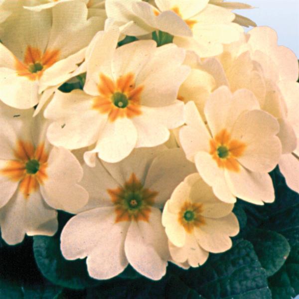 Heritage Crème Primula - Bloom