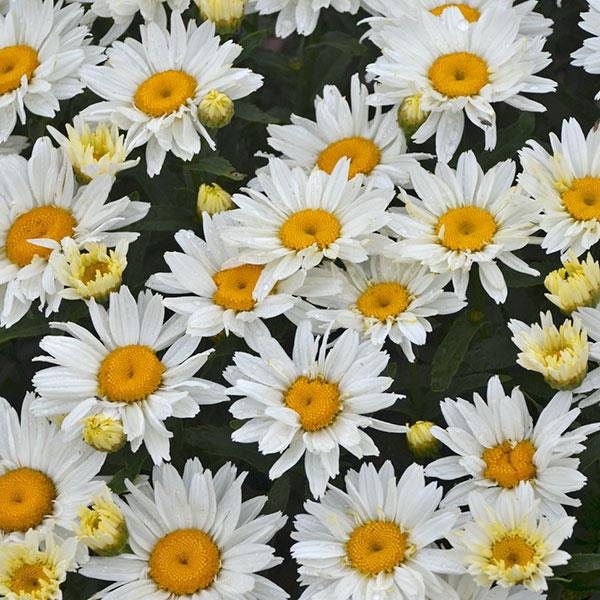 Leucanthemum superbum Cream Puff - Bloom