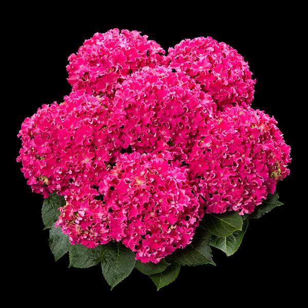 Curly Sparkle Pink Hydrangea macrophylla - Bloom