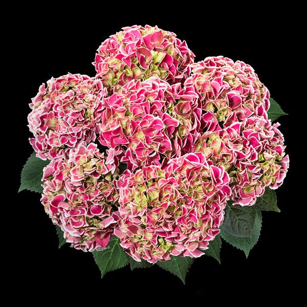 Hor Tivoli Pink Hydrangea macrophylla - Bloom