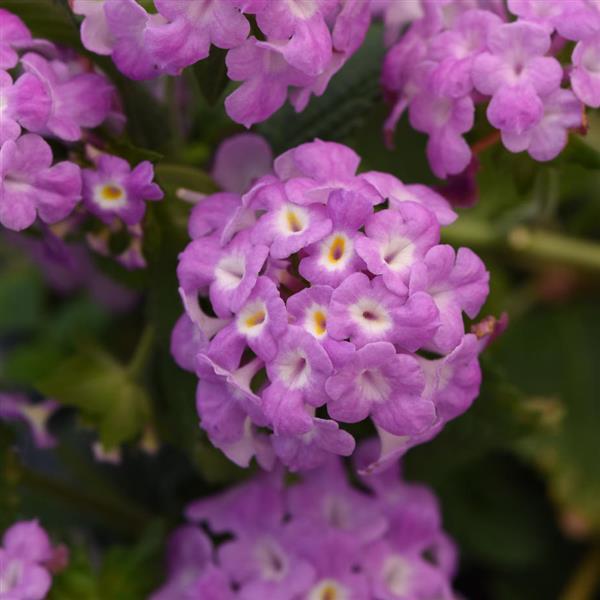 Purple Falls Lantana - Bloom