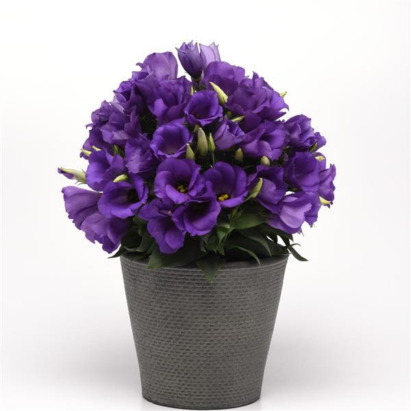 Sapphire Blue Lisianthus - Container