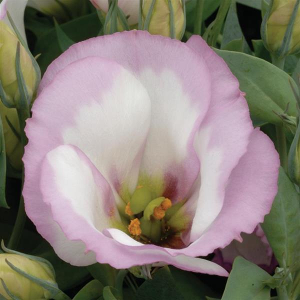 Sapphire Pink Rim Lisianthus - Bloom