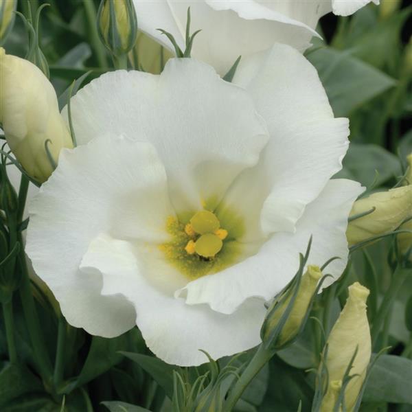 Sapphire White Lisianthus - Bloom