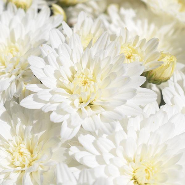 Bridal White Garden Mum - Bloom