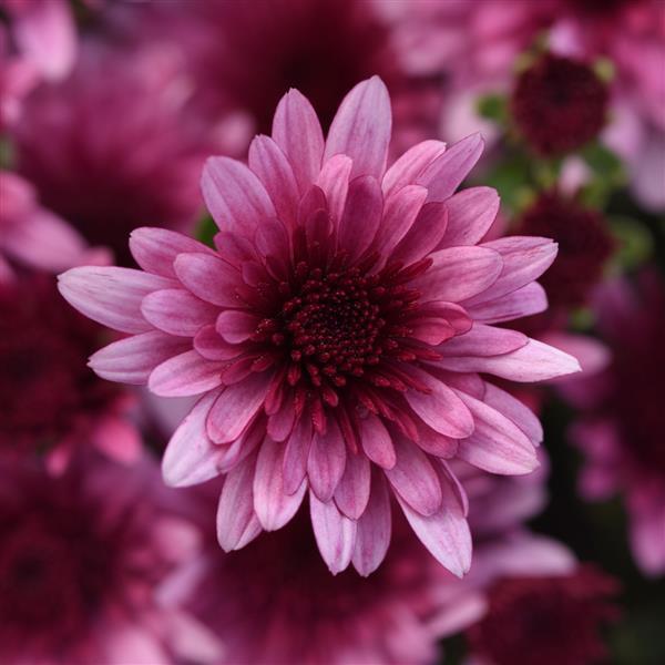 Morgana Pink Garden Mum - Bloom