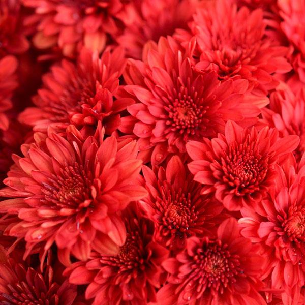 Cranbury Red Garden Mum - Bloom