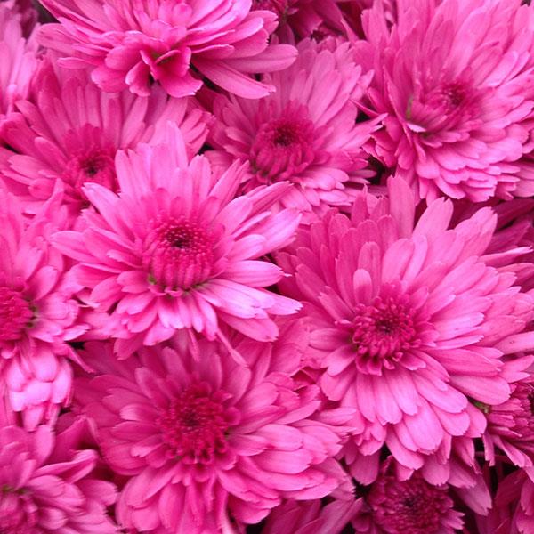 Jazzberry Pink Garden Mum - Bloom