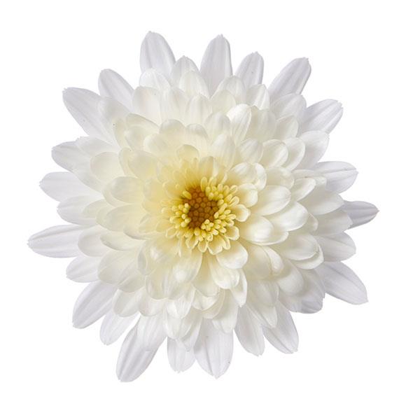 Morgana White Garden Mum - Bloom