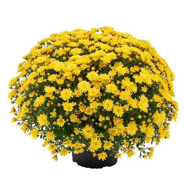 Morgana Yellow Garden Mum - Container