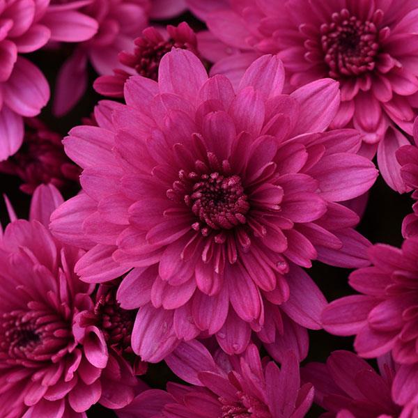 Paintbox Purple Garden Mum - Bloom
