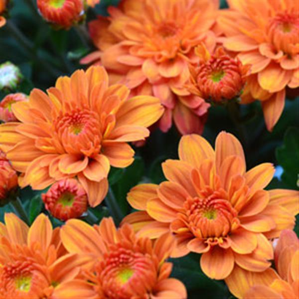 Pumpkin Pie Orange Garden Mum - Bloom