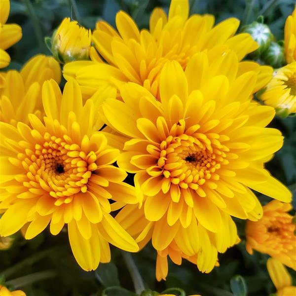 Sweet Honey Yellow Garden Mum - Bloom