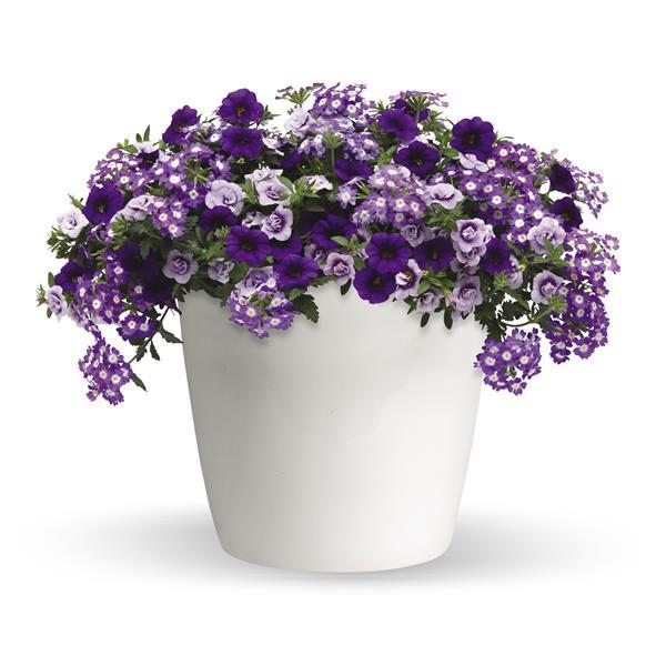 Purple Lace Trixi® - Bloom