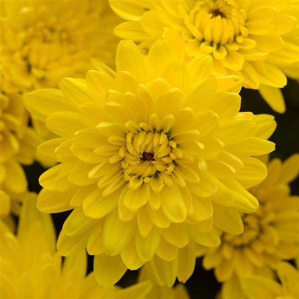 Avalon Golden Yellow Garden Mum - Bloom
