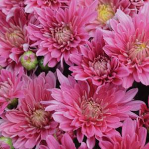 Stellar Pink Garden Mum - Bloom
