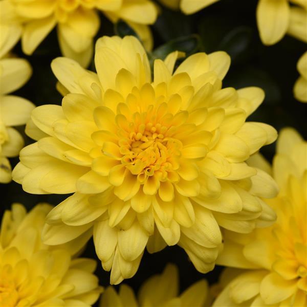 Sunny Day Yellow Garden Mum - Bloom