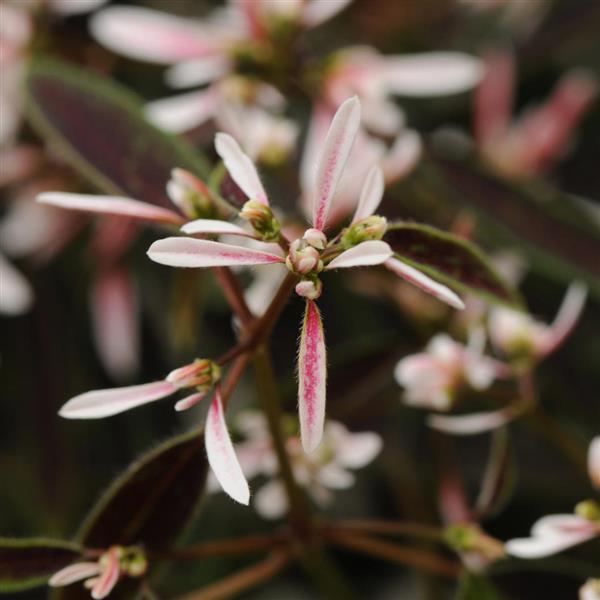 Breathless® Blush Euphorbia - Bloom