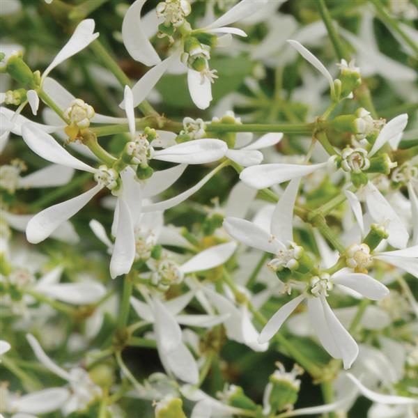 Breathless® White Euphorbia - Bloom