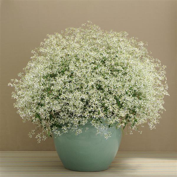 Breathless® White Euphorbia - Container