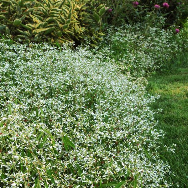 Breathless® White Euphorbia - Landscape