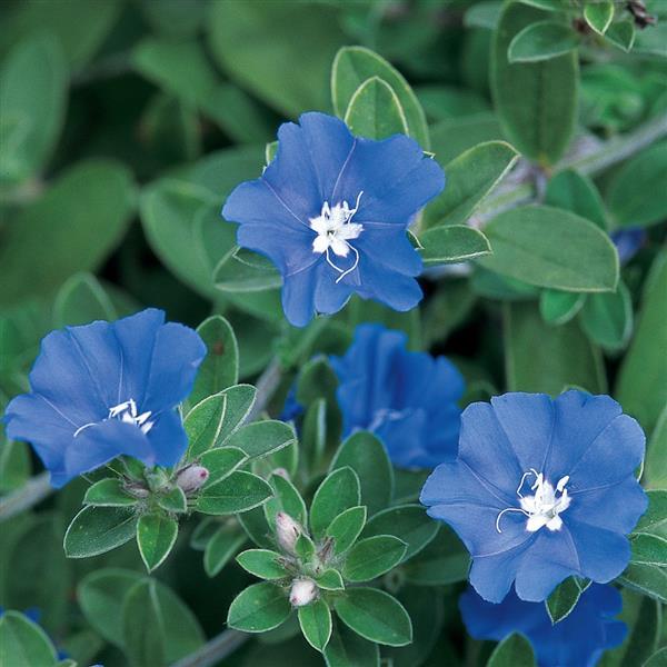 Blue Daze Evolvulus - Bloom