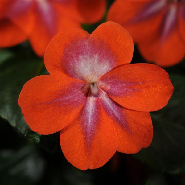 Patchwork™ Cosmic Orange Exotic Impatiens - Bloom