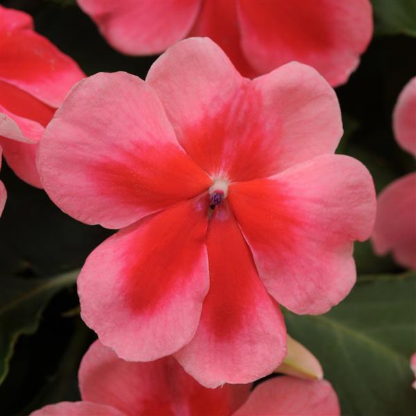 Patchwork™ Pink Shades Exotic Impatiens - Bloom