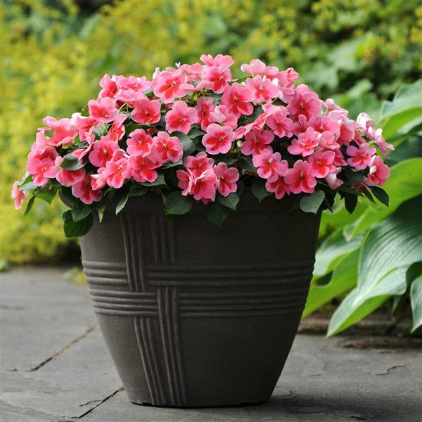 Patchwork™ Pink Shades Exotic Impatiens - Container