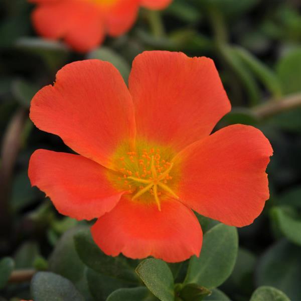 RíoGrande™ Orange Purslane - Bloom