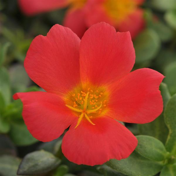 RíoGrande™ Scarlet Purslane - Bloom