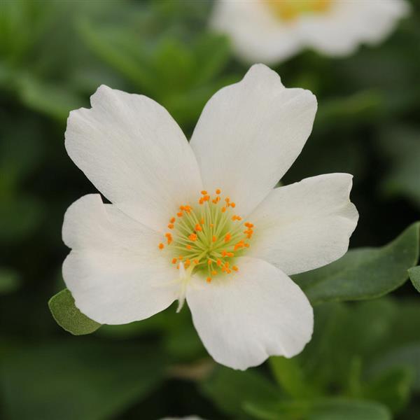 RíoGrande™ White Purslane - Bloom