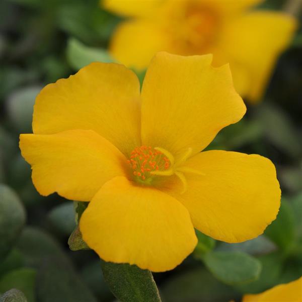 RíoGrande™ Yellow Purslane - Bloom