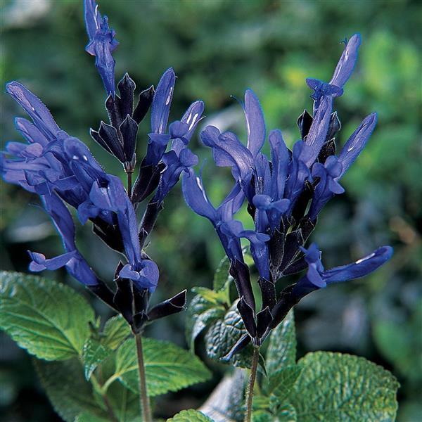 Black & Blue Salvia - Bloom