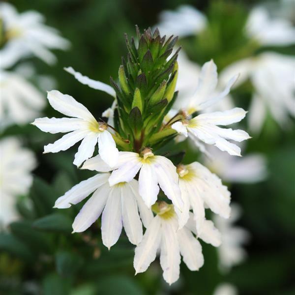 White Sparkle Scaevola - Bloom
