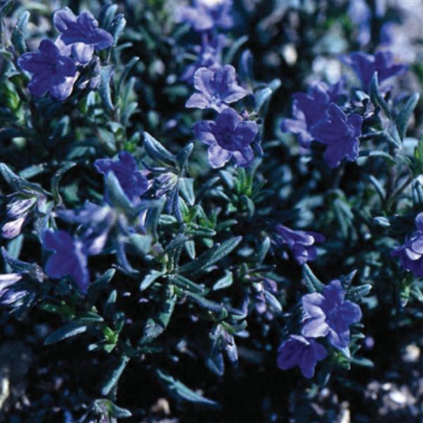 Lithodora diffusa Heavenly Blue - Bloom