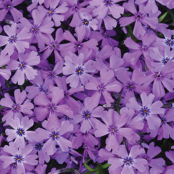 Phlox subulata Purple Beauty - Bloom
